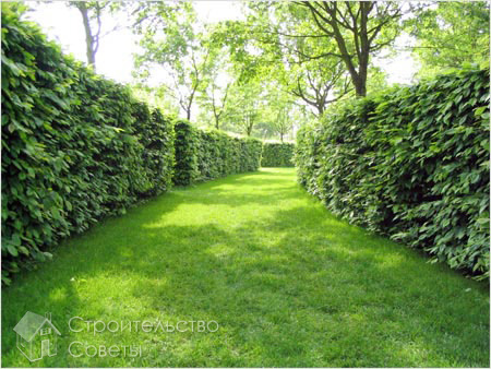 Аллея с живой изгородью