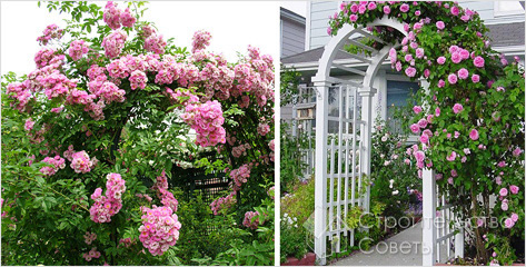 Цветники из вьющихся роз
