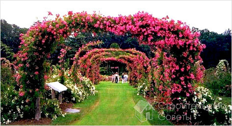 Цветочная арка