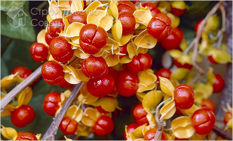 Древогубец