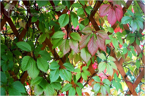 Конструктивное обустройство лиан