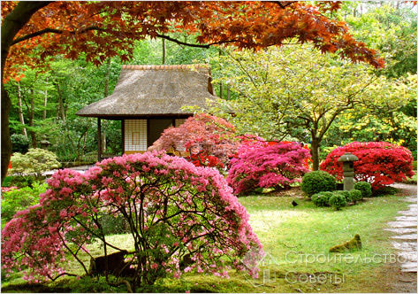 Красивые кустарники для дачи