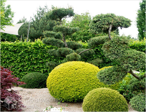 Красивый сад и растительность