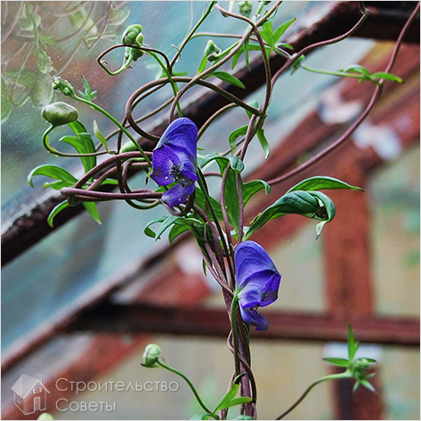 Лианы для озеленения