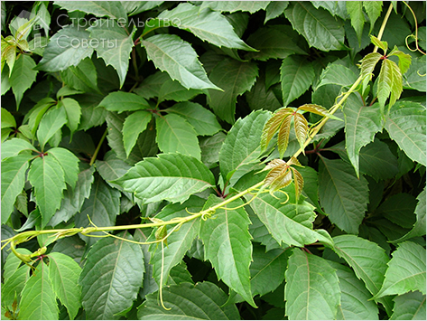 Особенности вертикального озеленения