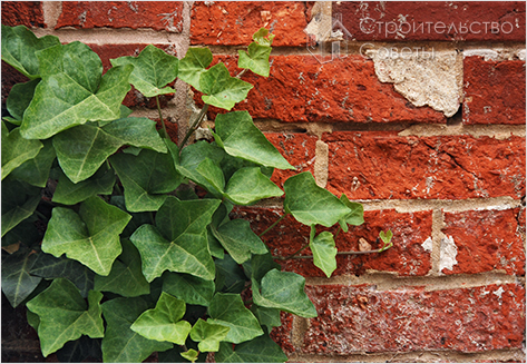 Плющ для вертикального озеленения