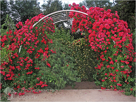 Преимущества вертикального озеленения