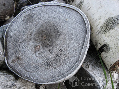 Спил березы