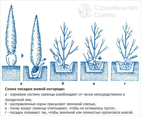 Технология посадки живой изгороди своими руками