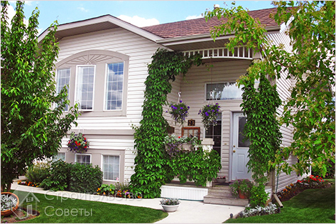 Вертикальное озеленение своими руками