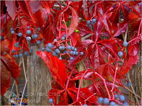 Виноград девичий