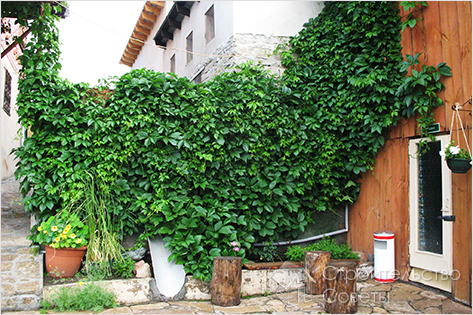 Выбор вьющихся растений