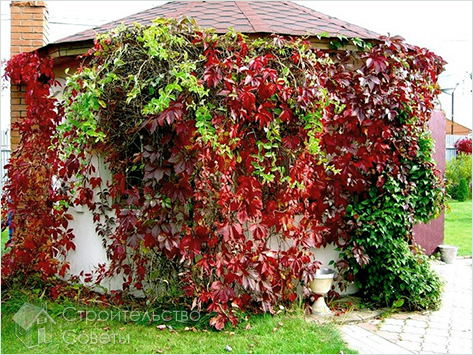 Беседка в лианах