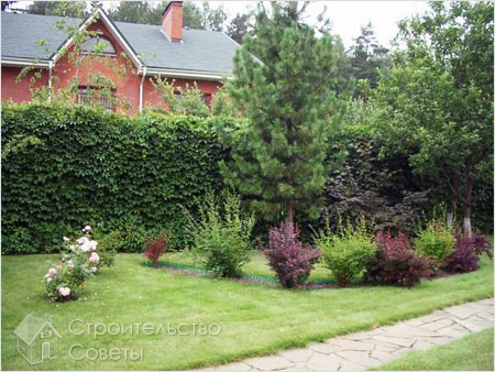 Живая изгородь из винограда