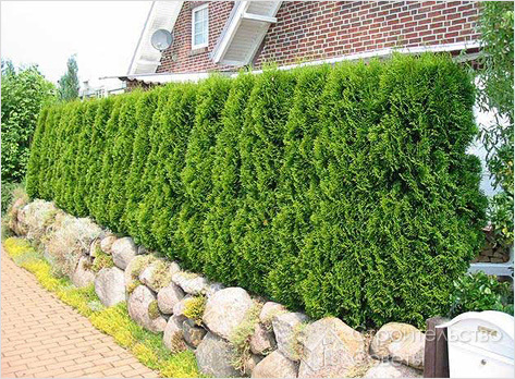 Живая изгородь с отделкой