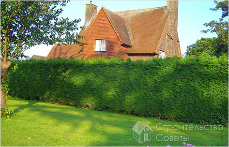 Живая изгородь в виде ограды